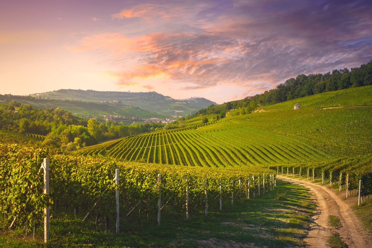 Vineyard rows on rolling hills near Woodinville wine country at sunset