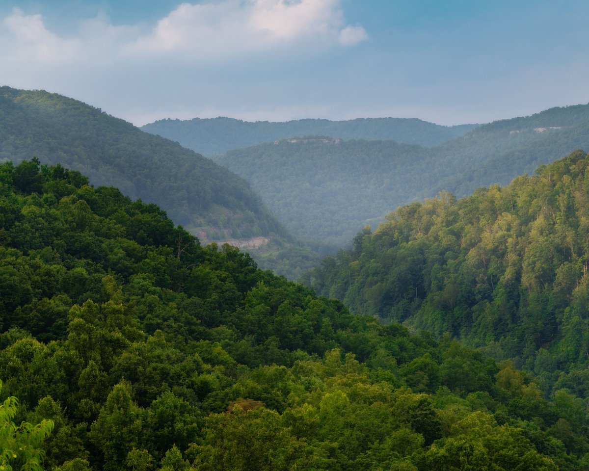A lush green forest with rolling hills and trees during summer