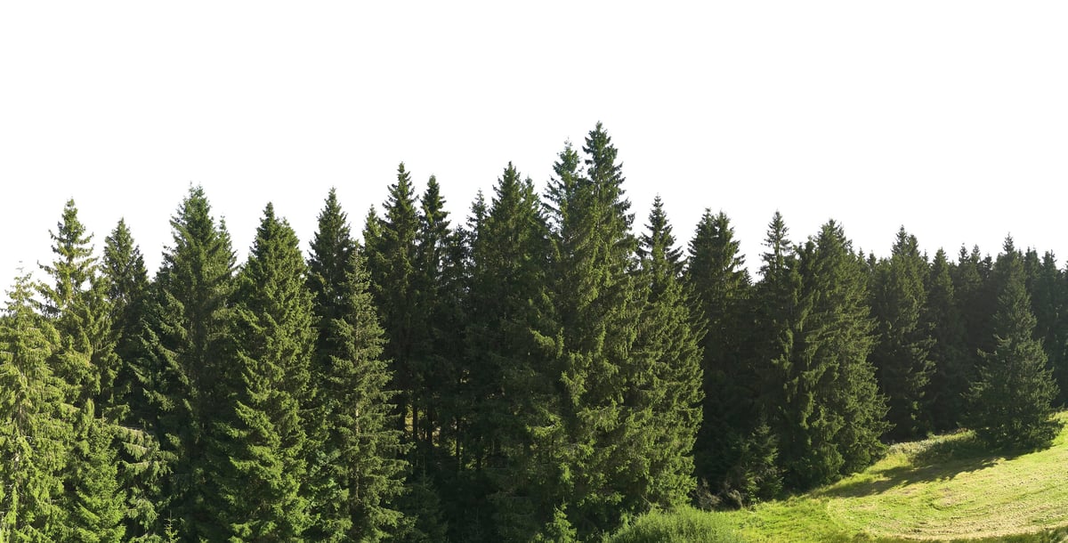 green spruce forest trees landscape in sunlight isolated