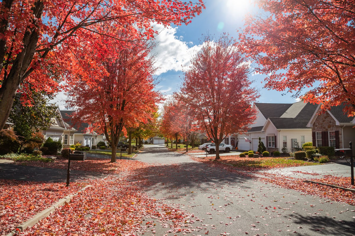 Mature trees line a quiet neighborhood street with older homes and autumn foliage