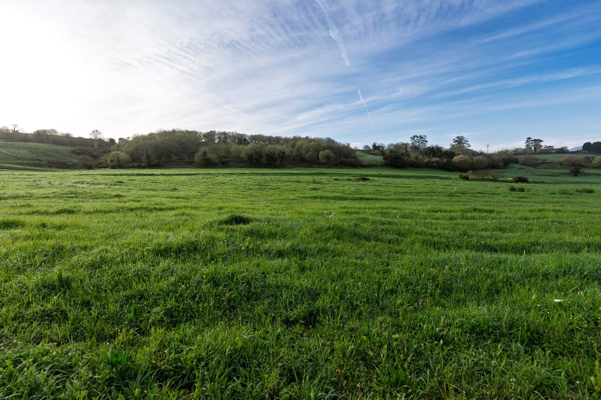Open meadow and treeline on the outskirts of Marysville under a blue sky