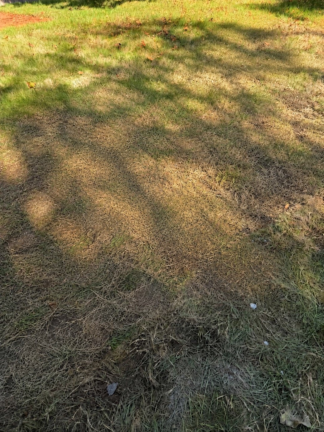 Patchy lawn with brown dead grass, bare patches, and tree shadow showing signs of drought stress and poor turf health